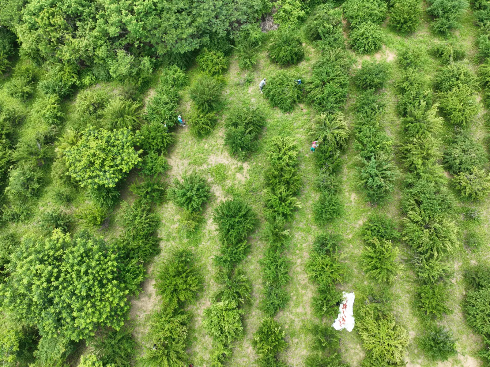 Vista aérea da estrutura agrovoltaica da Agritech Semiárido, com painéis solares elevados sobre o cultivo